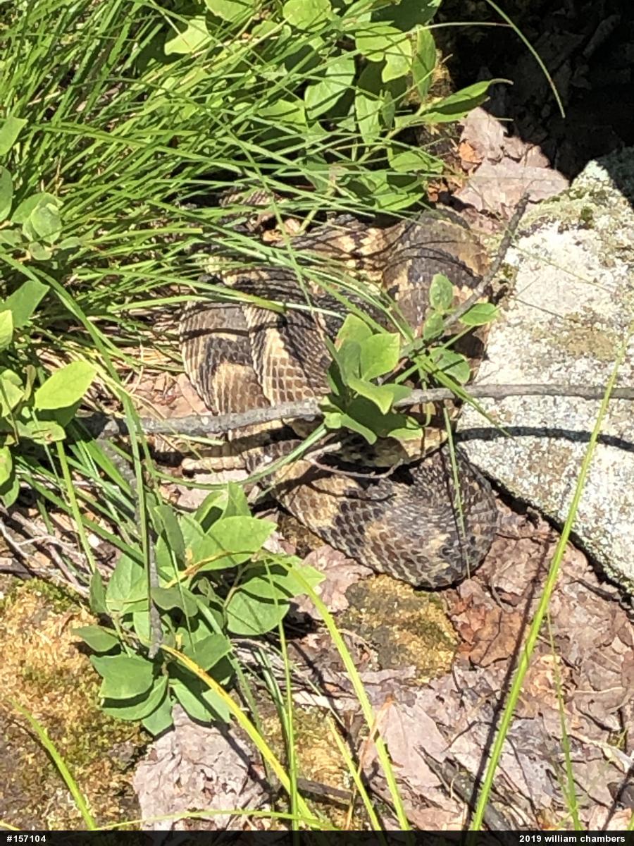 Timber Rattlesnake