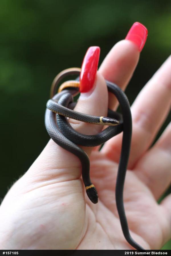 Northern Ring-necked Snake