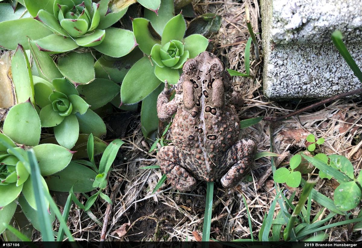 Eastern American Toad