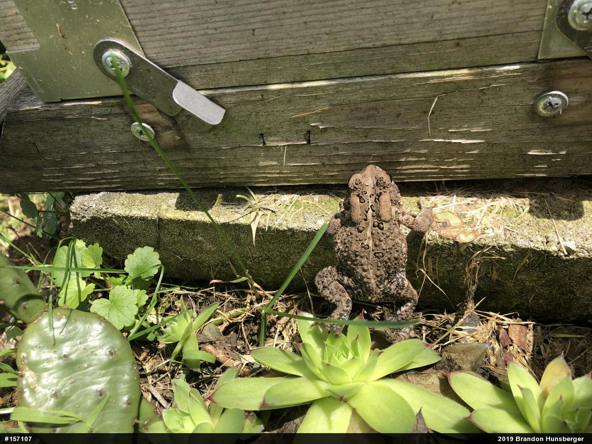 Eastern American Toad