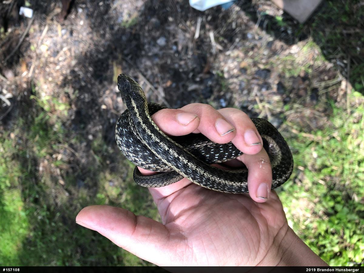 Eastern Gartersnake