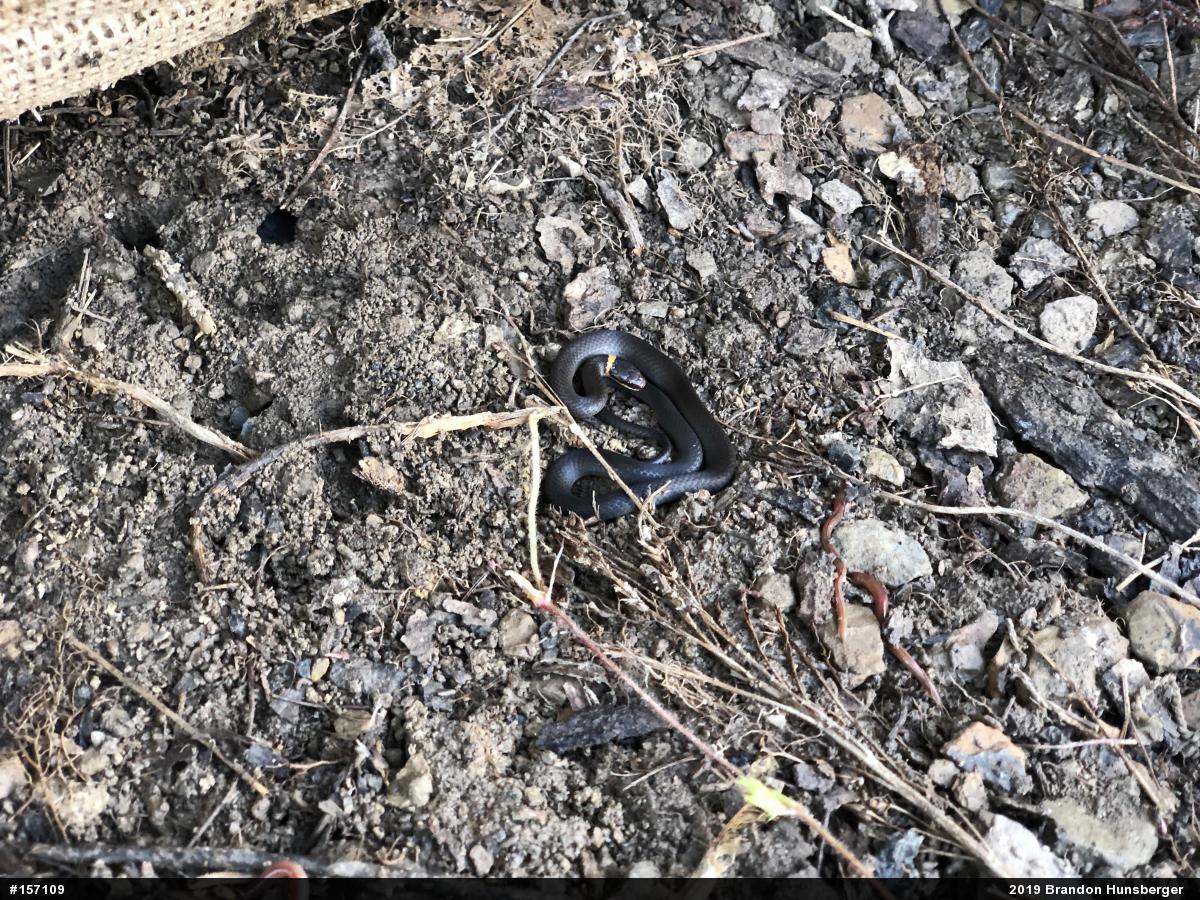 Northern Ring-necked Snake