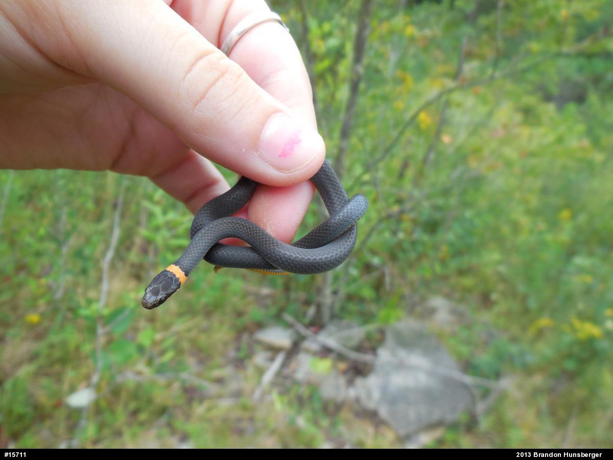 Northern Ring-necked Snake