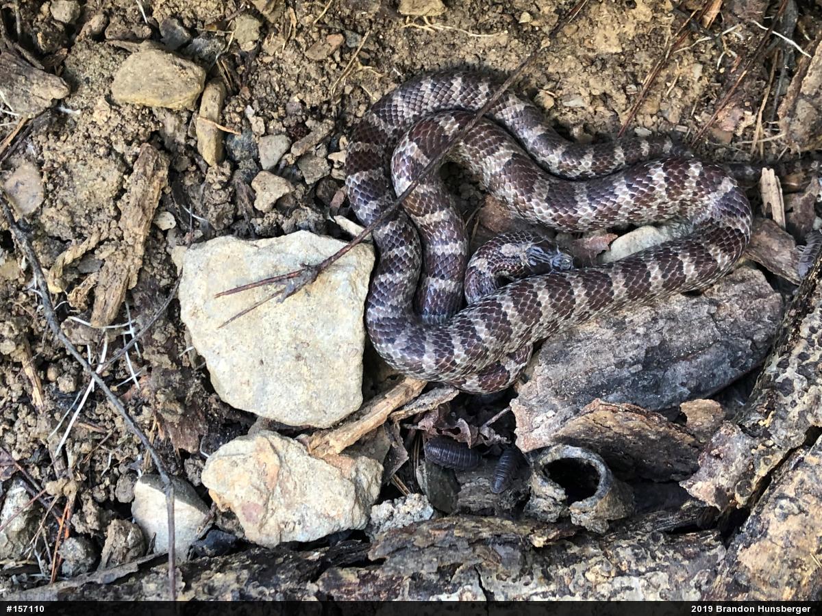 Eastern Milksnake