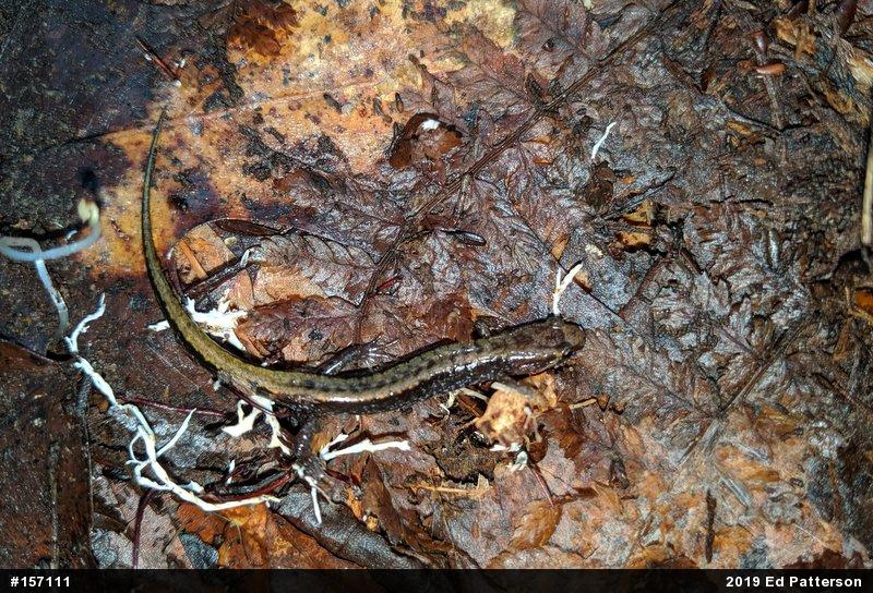 Allegheny Mountain Dusky Salamander