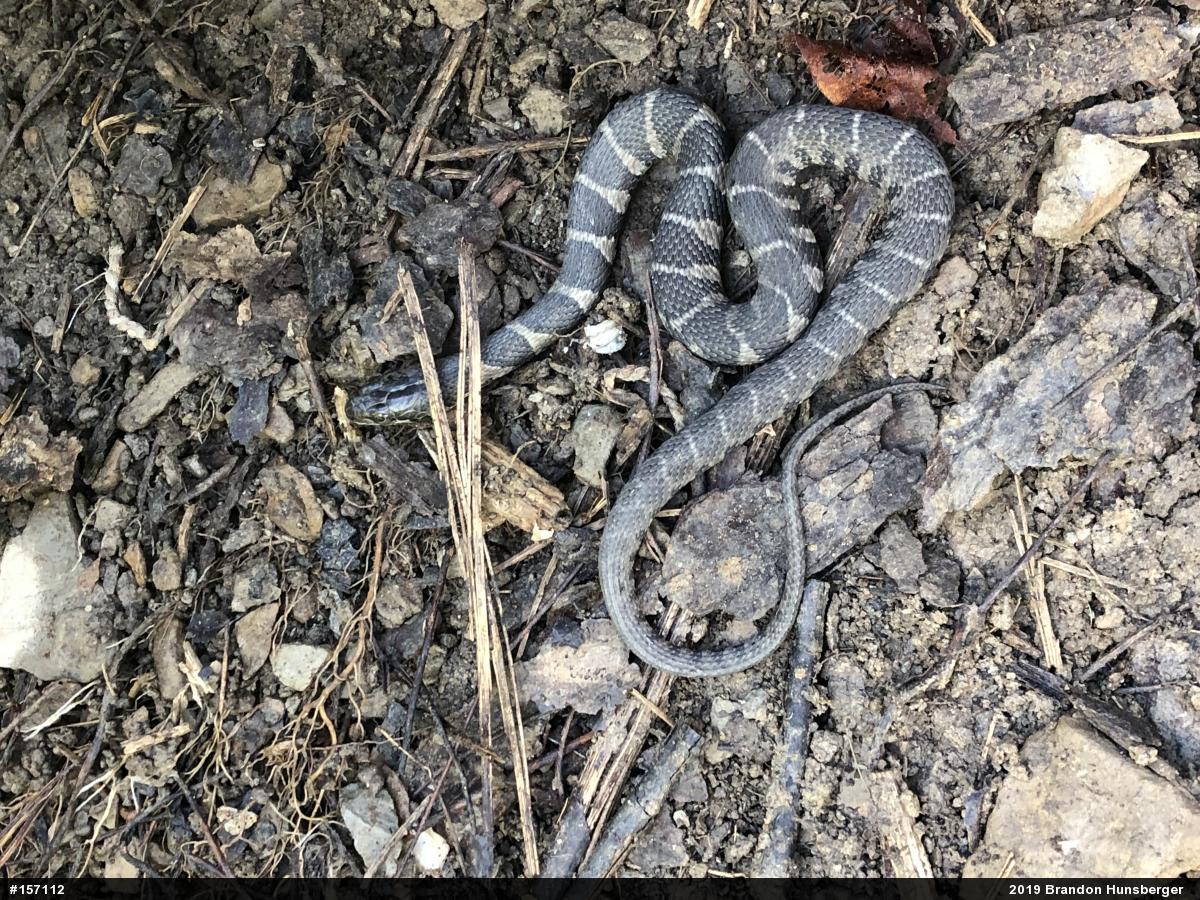 Northern Watersnake