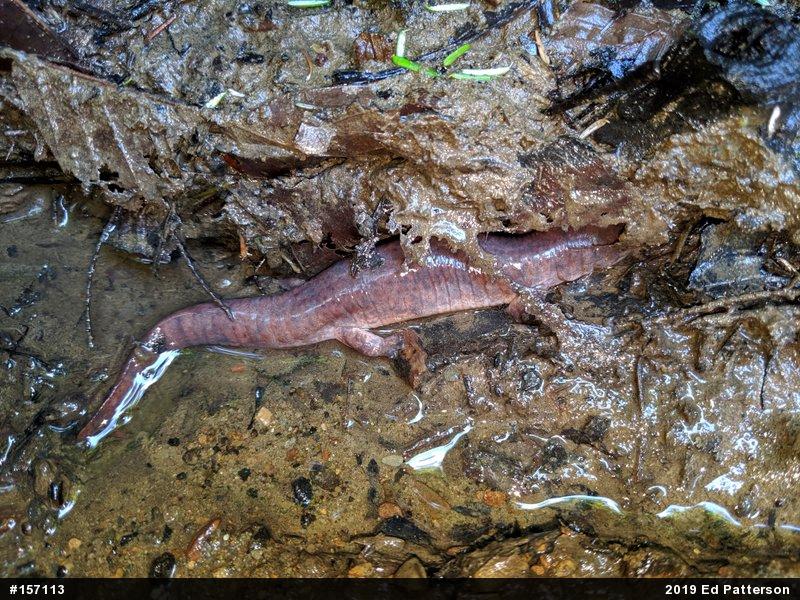 Northern Red Salamander