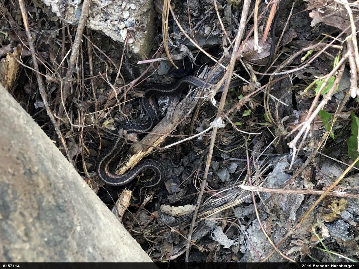 Eastern Gartersnake