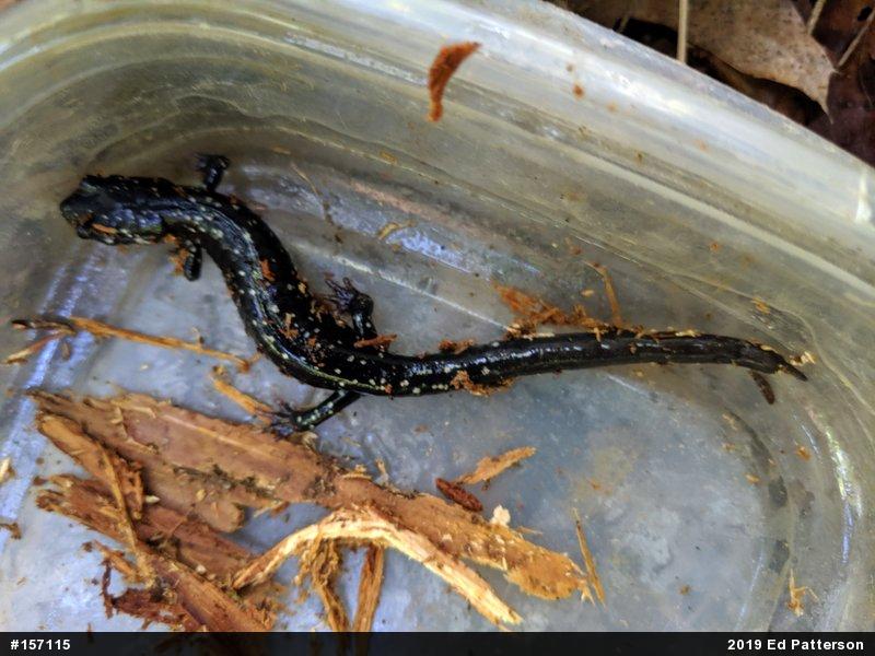 Northern Slimy Salamander