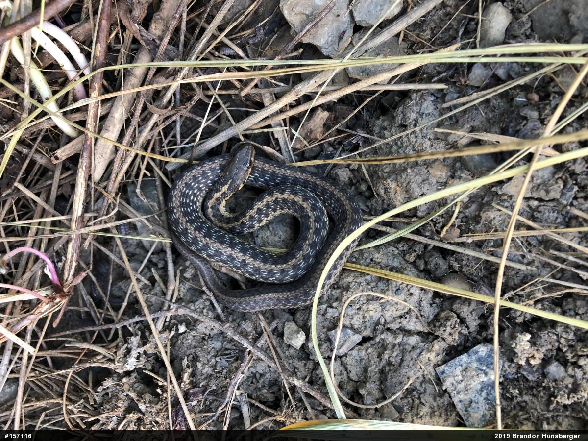 Eastern Gartersnake
