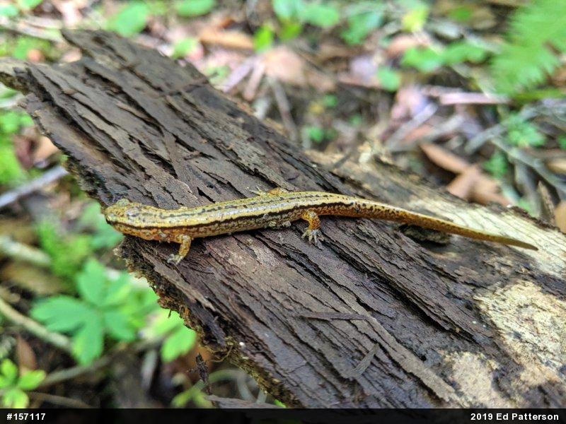 Northern Two-lined Salamander