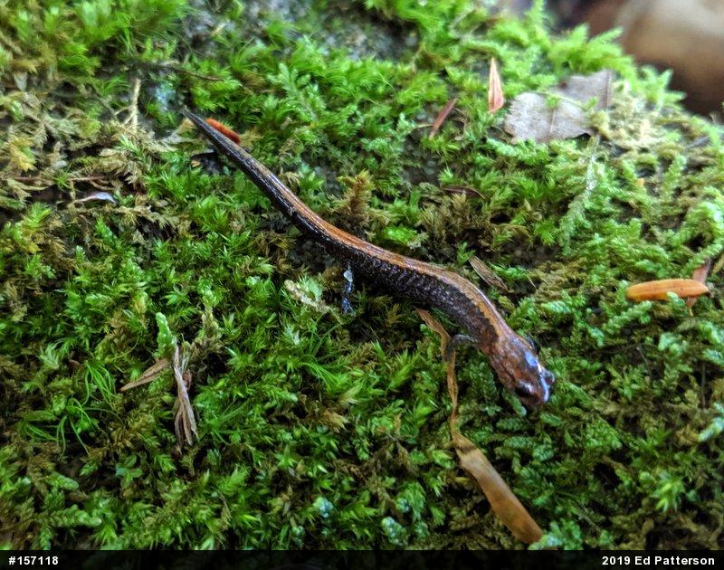 Eastern Red-backed  Salamander