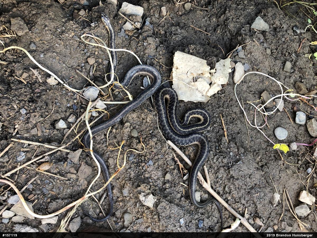 Eastern Gartersnake