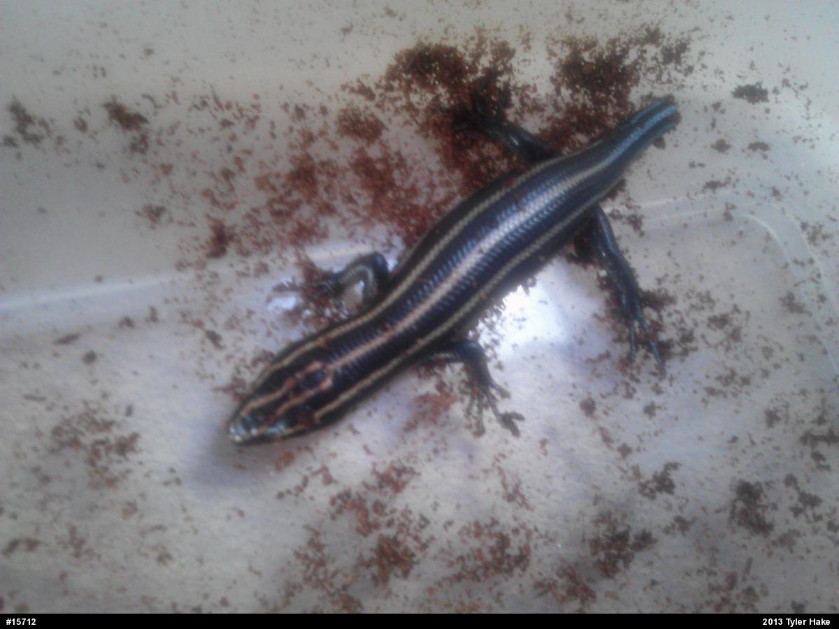 Skinks