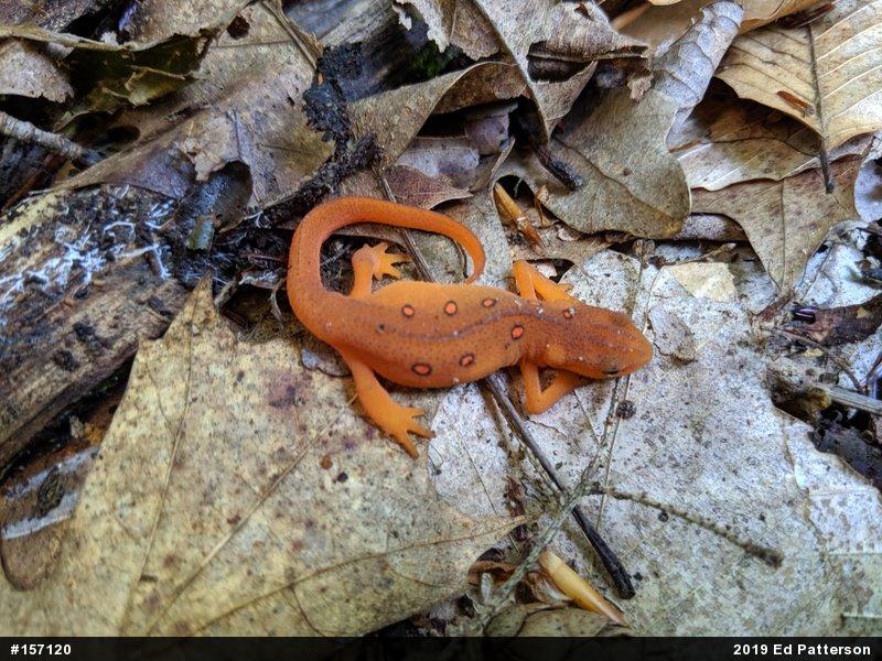 Red-spotted Newt