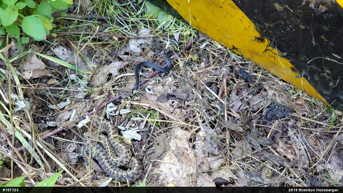 Eastern Gartersnake