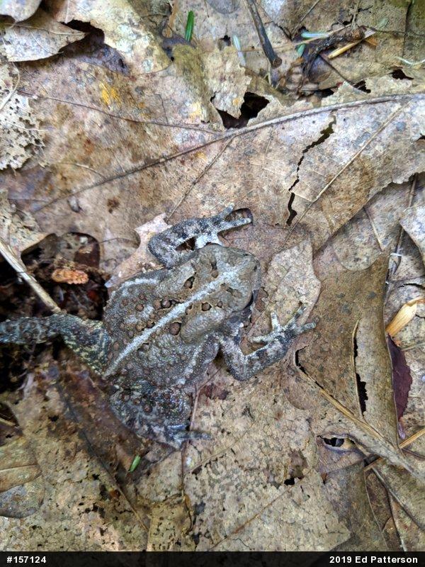 Eastern American Toad