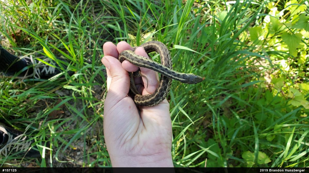 Eastern Gartersnake