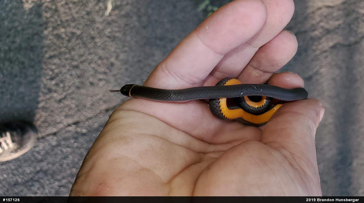 Northern Ring-necked Snake