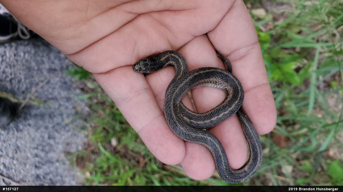 Eastern Gartersnake