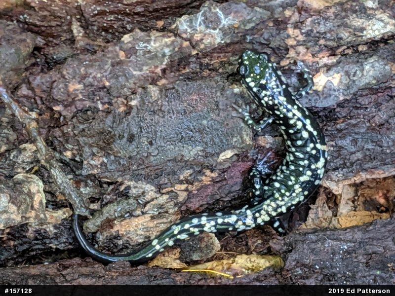Northern Slimy Salamander