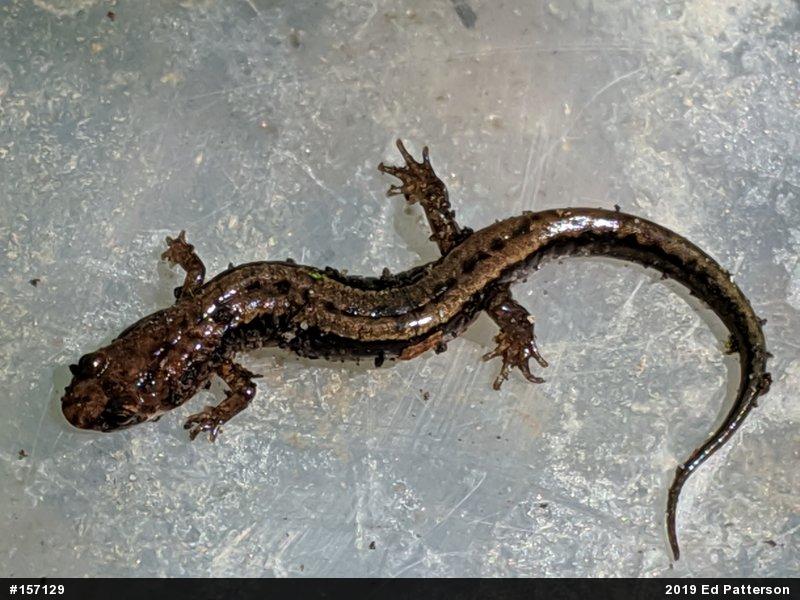Allegheny Mountain Dusky Salamander