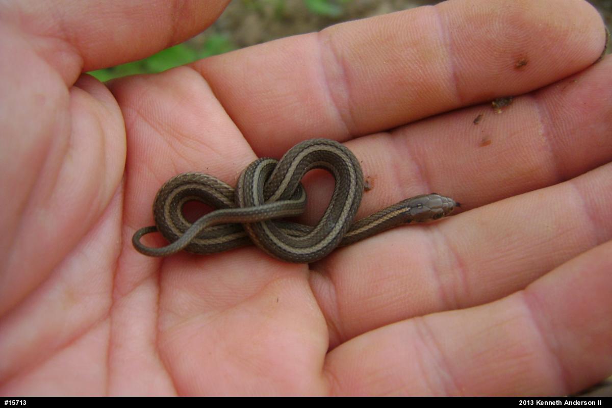Shorthead Gartersnake