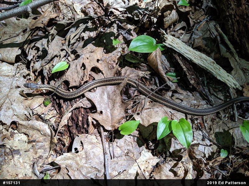 Eastern Gartersnake