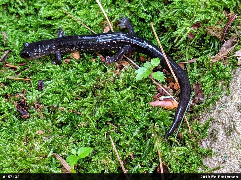 Wehrle's Salamander