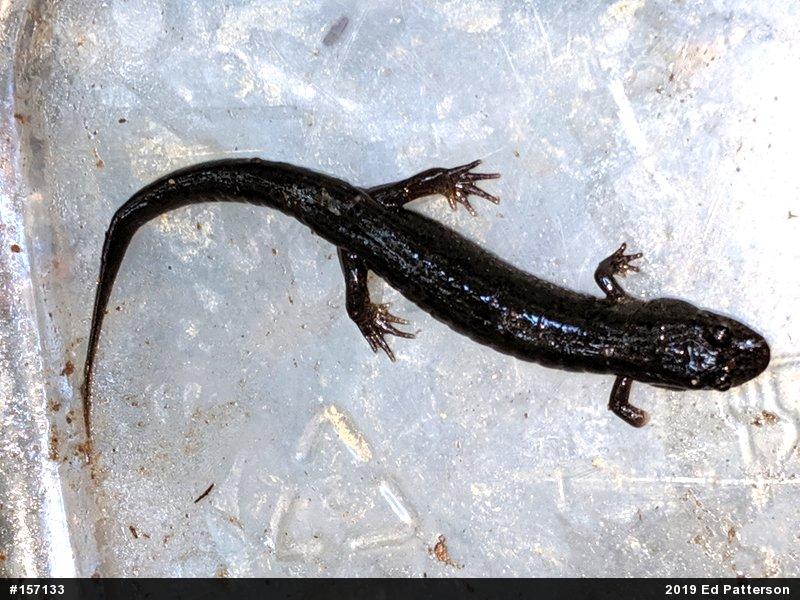 Northern Dusky Salamander