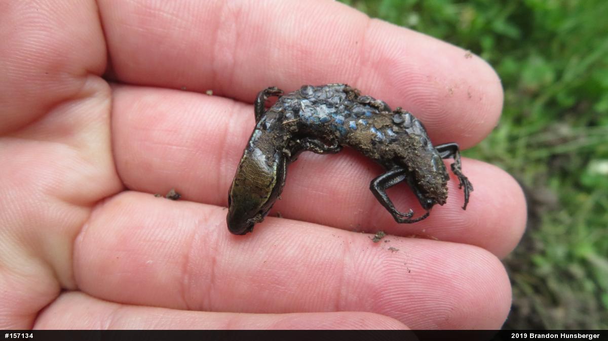 Northern Coal Skink