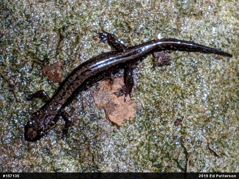 Allegheny Mountain Dusky Salamander