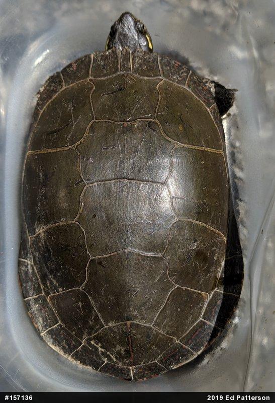 Midland Painted Turtle