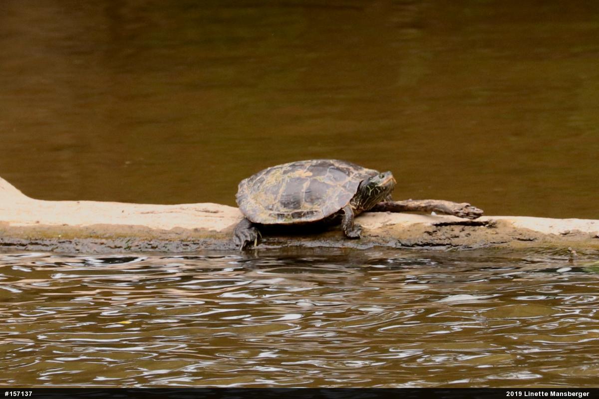 Northern Map Turtle