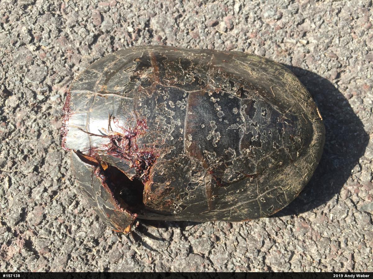 Midland Painted Turtle