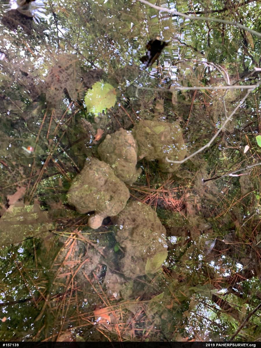 Spotted Salamander