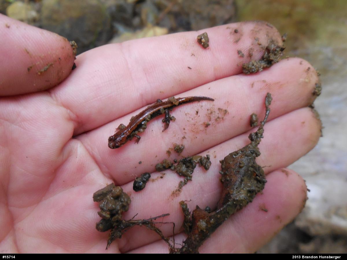 Allegheny Mountain Dusky Salamander