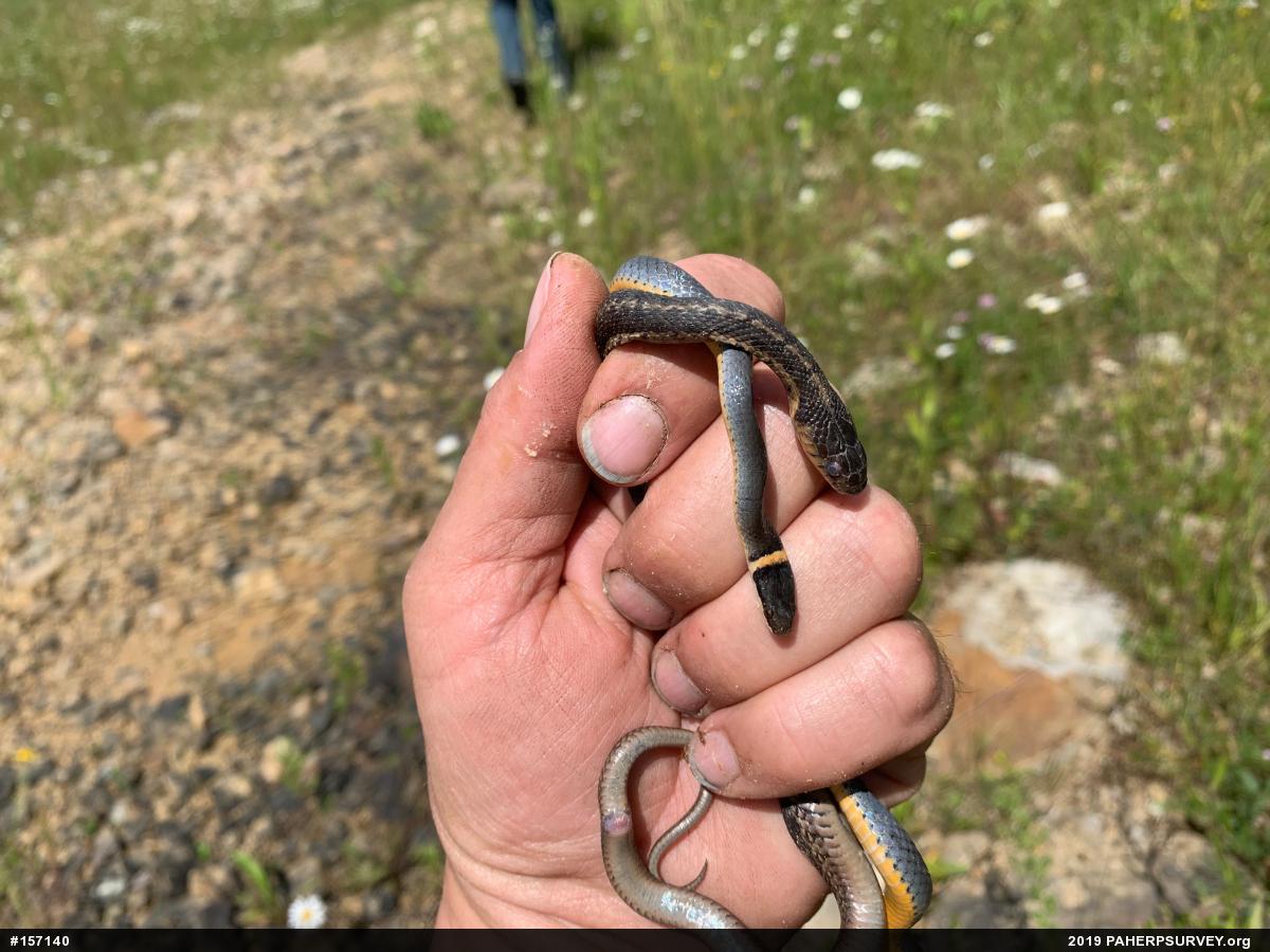 Eastern Gartersnake