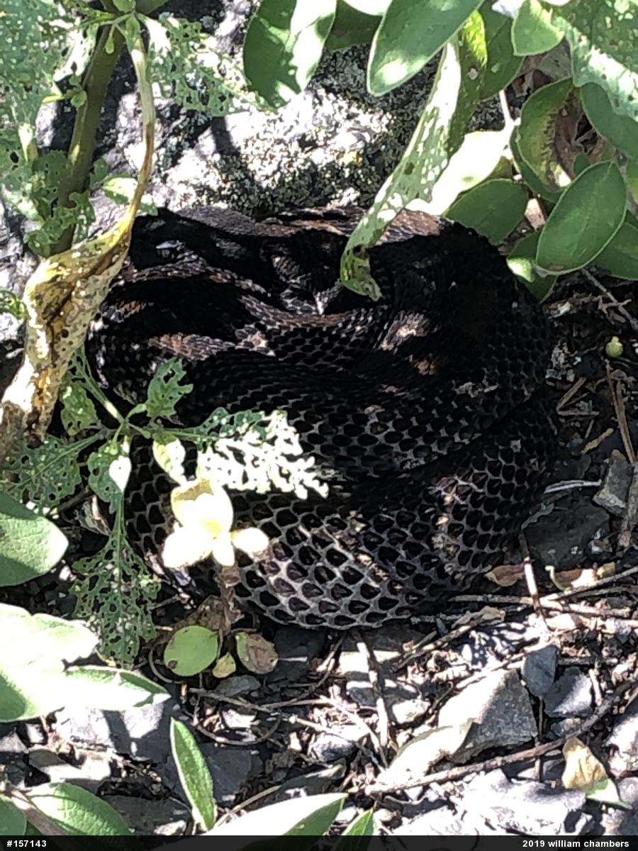 Timber Rattlesnake