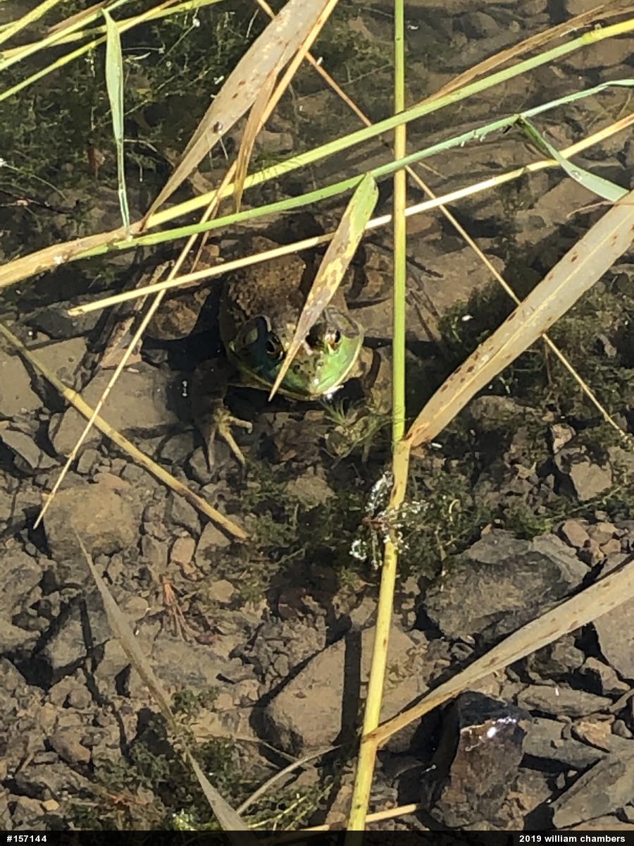 American Bullfrog