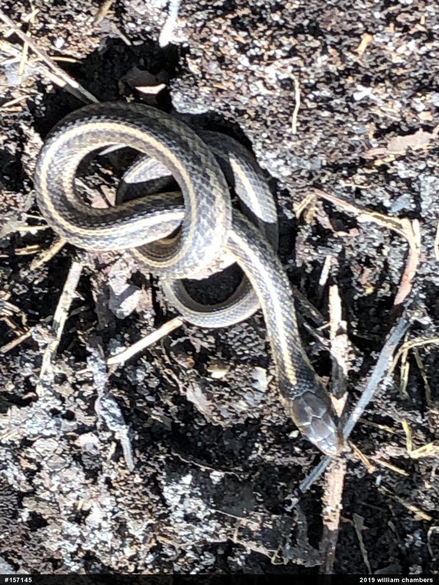 Eastern Gartersnake