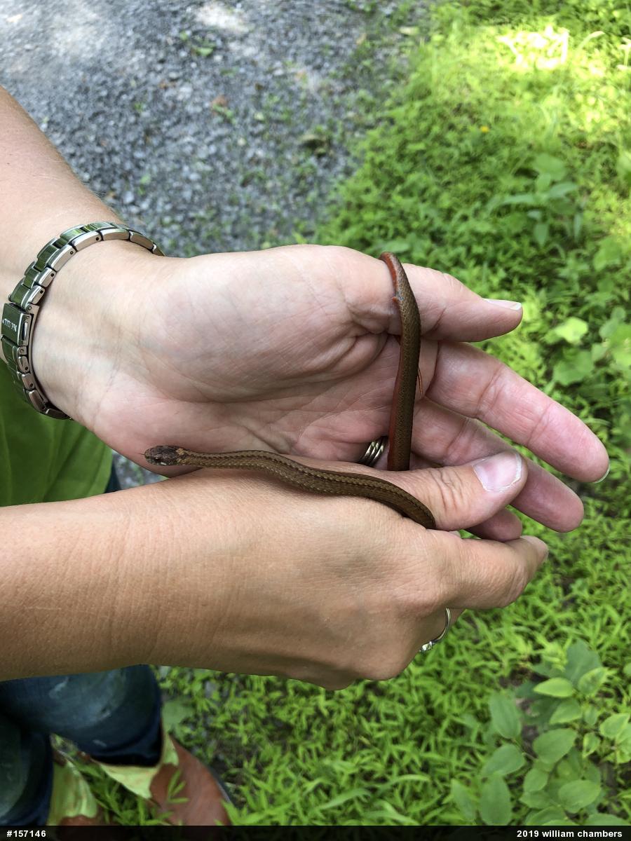 Red-bellied Snake