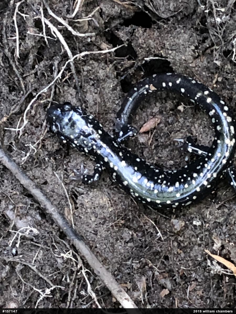 Northern Slimy Salamander