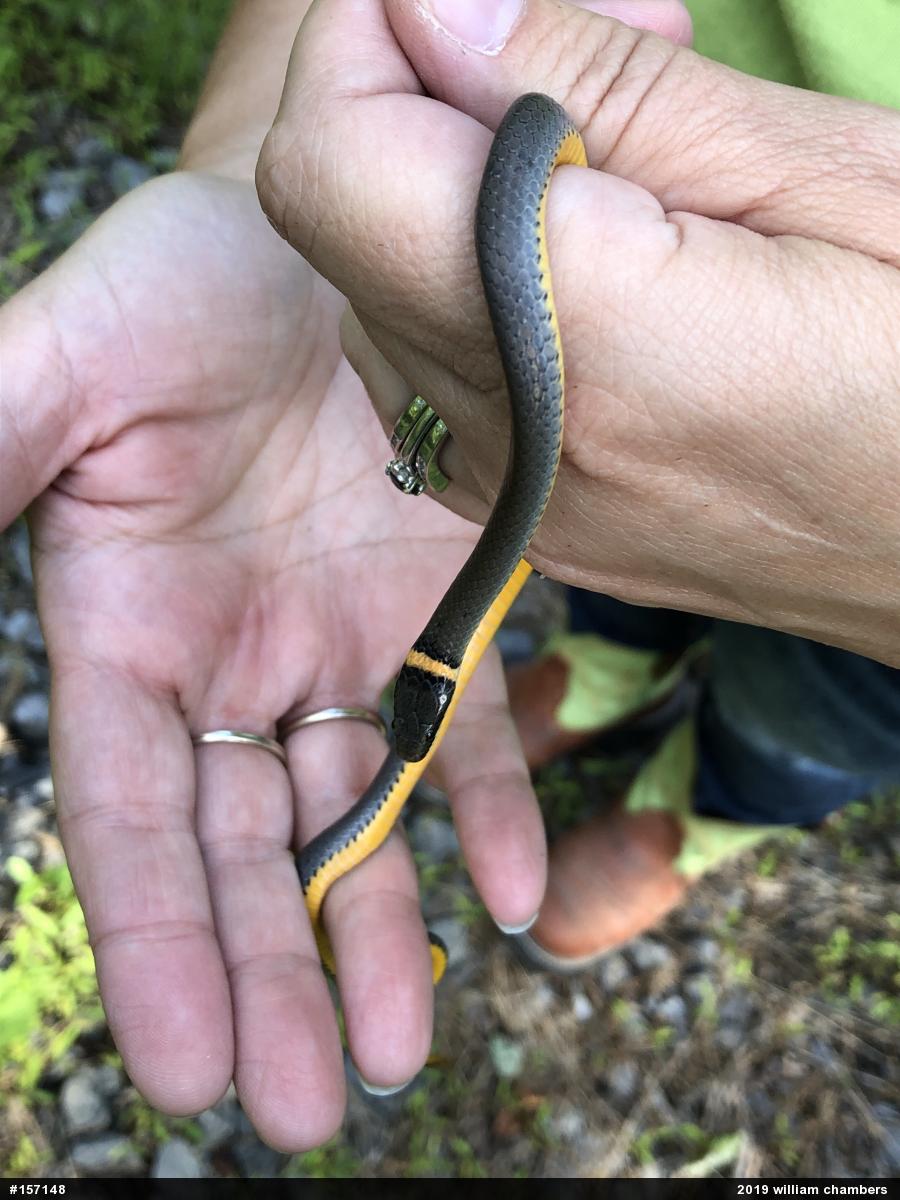 Northern Ring-necked Snake