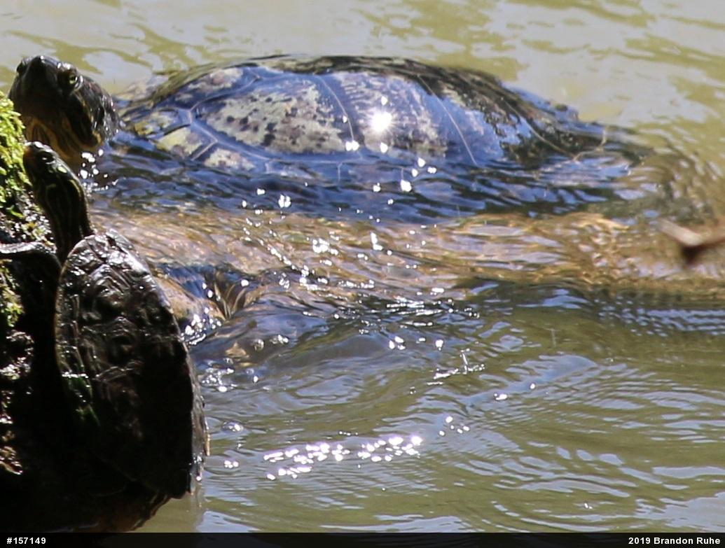 Northern Map Turtle