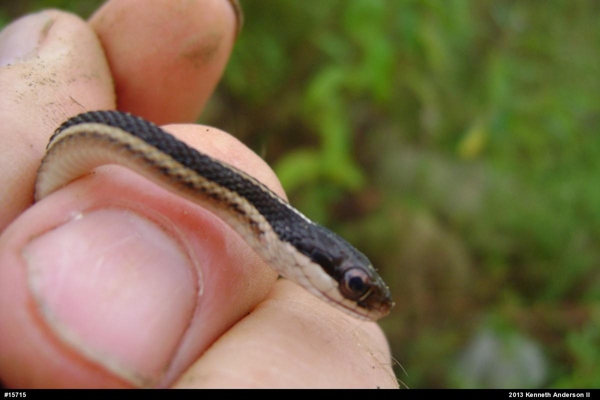 Northern Ribbonsnake