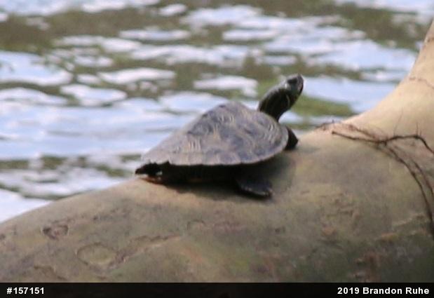 Northern Map Turtle