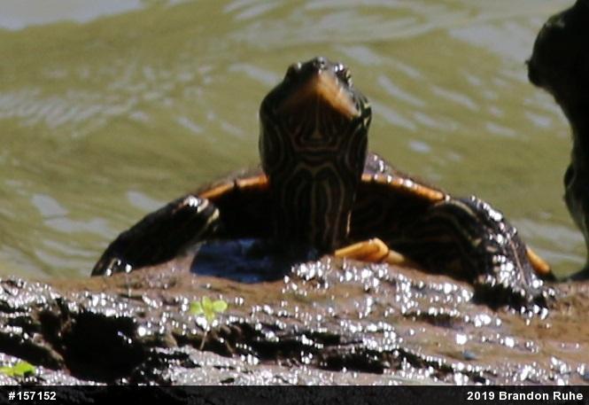Northern Map Turtle