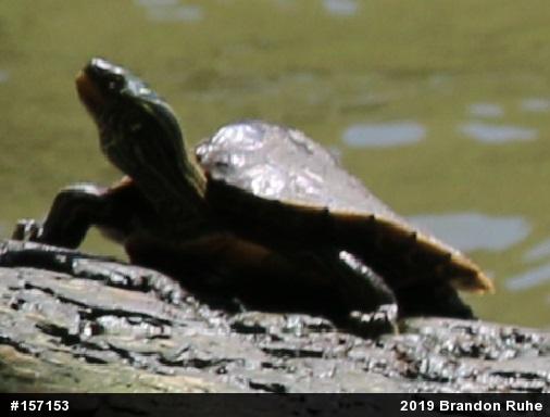 Northern Map Turtle
