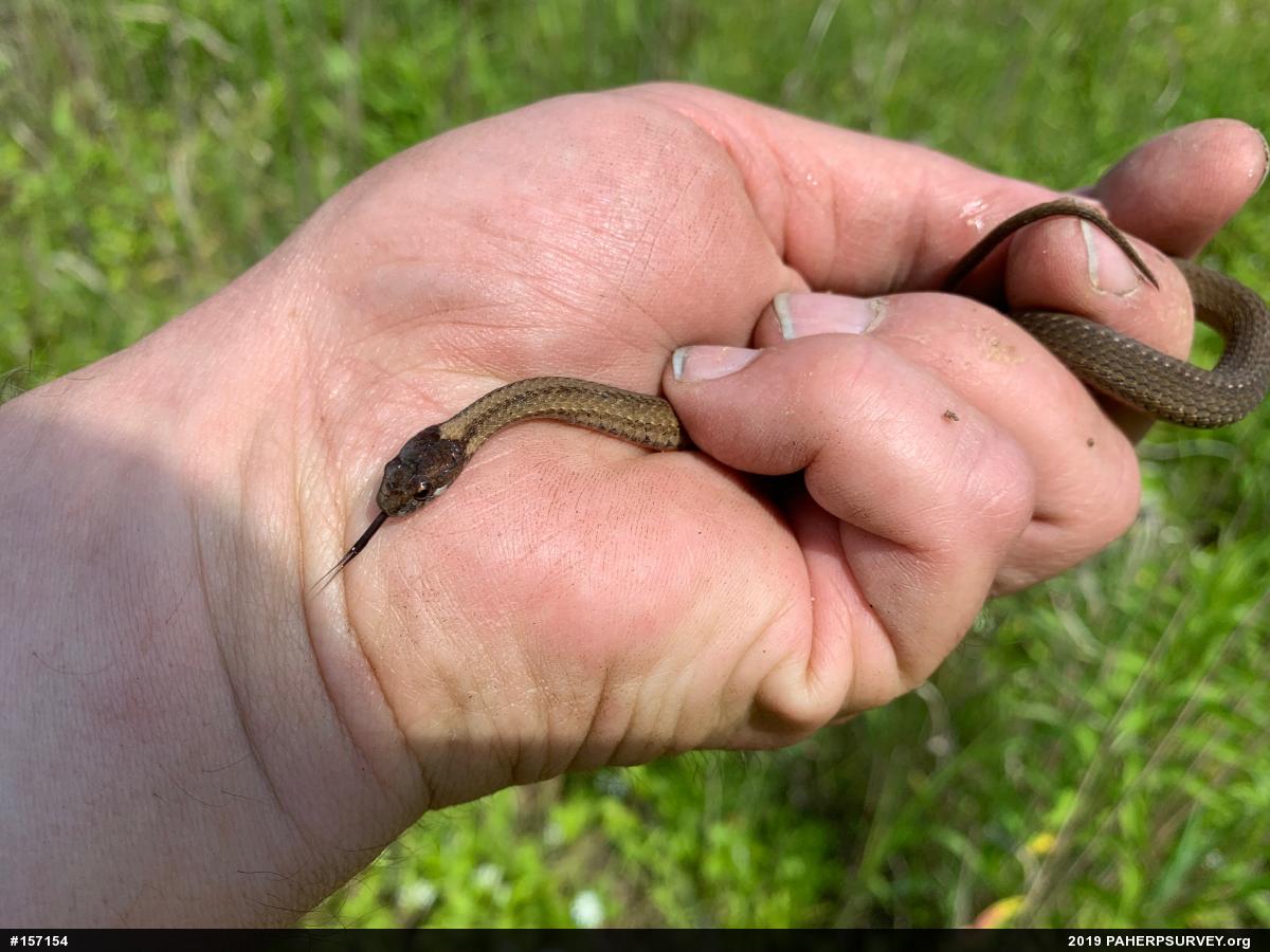 Red-bellied Snake